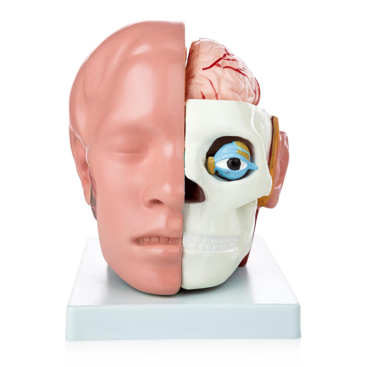 Budget Head Model with Brain (10 parts)