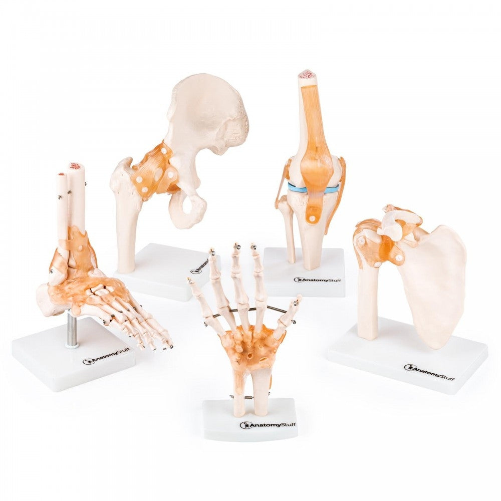 Peripheral Joint Anatomy Collection
