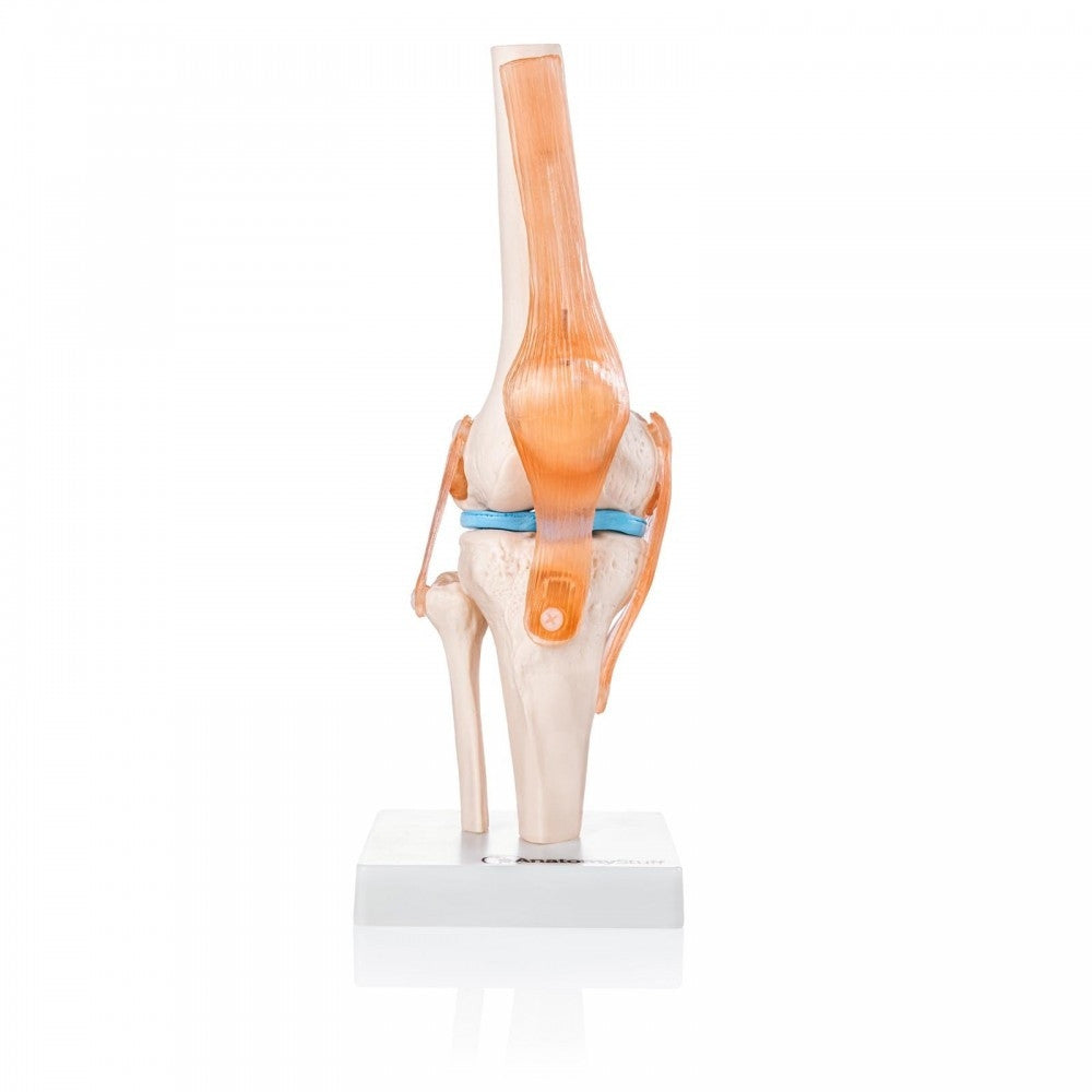 Knee Anatomy & Pathology Collection