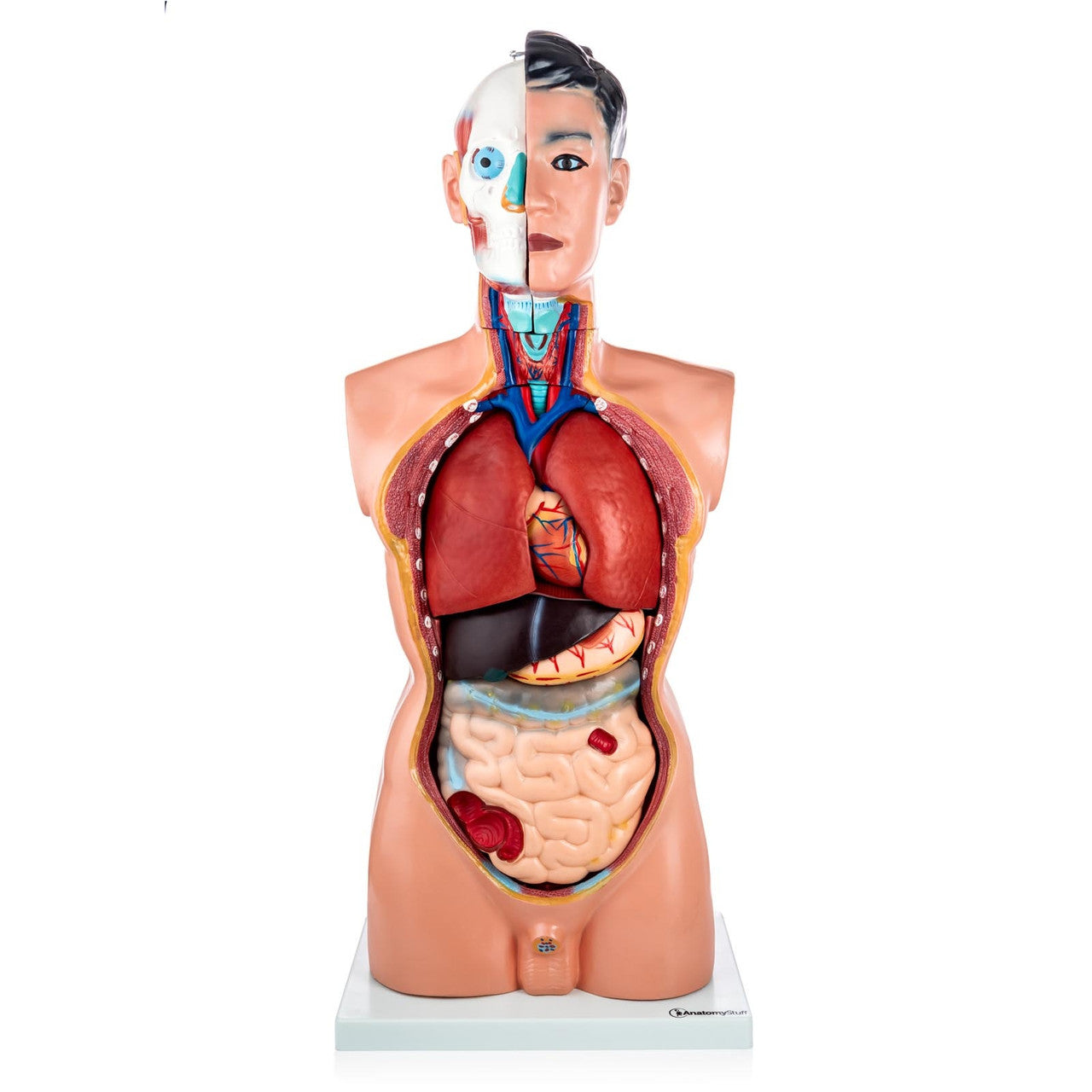 Budget Life-Size Male Torso (19 Part)