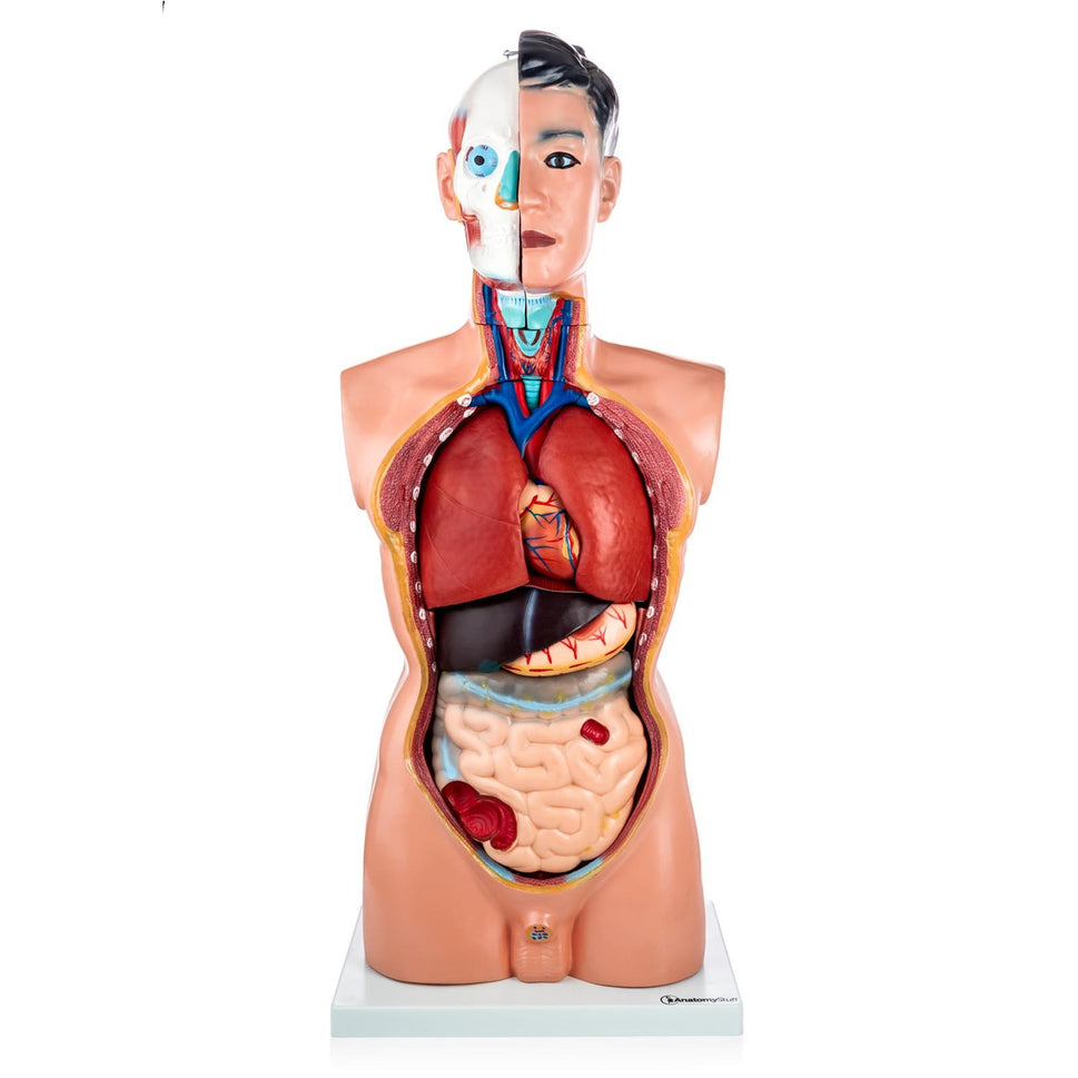 Budget Life-Size Male Torso (19 Part)