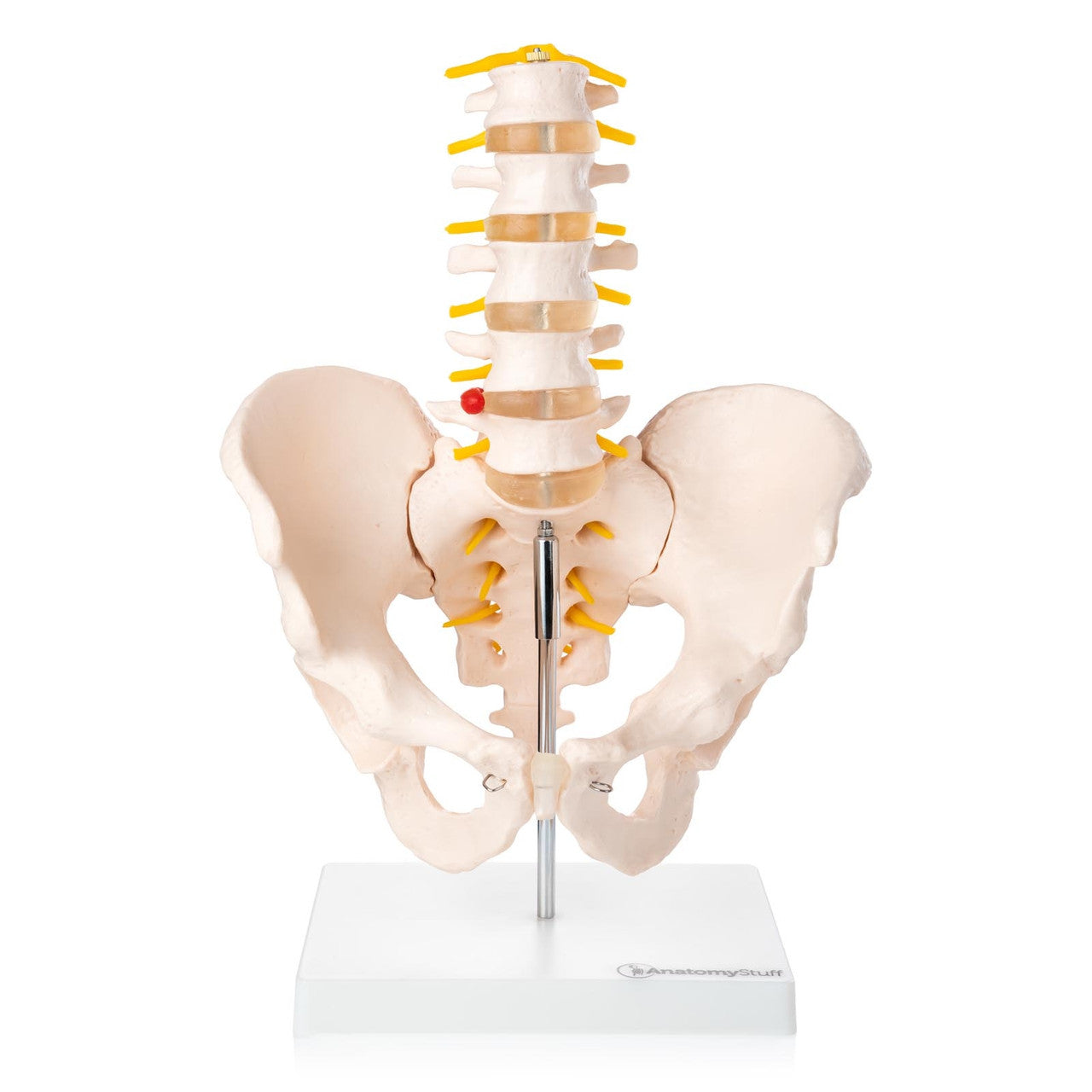 Budget Lumbar Spine Model with Pelvis
