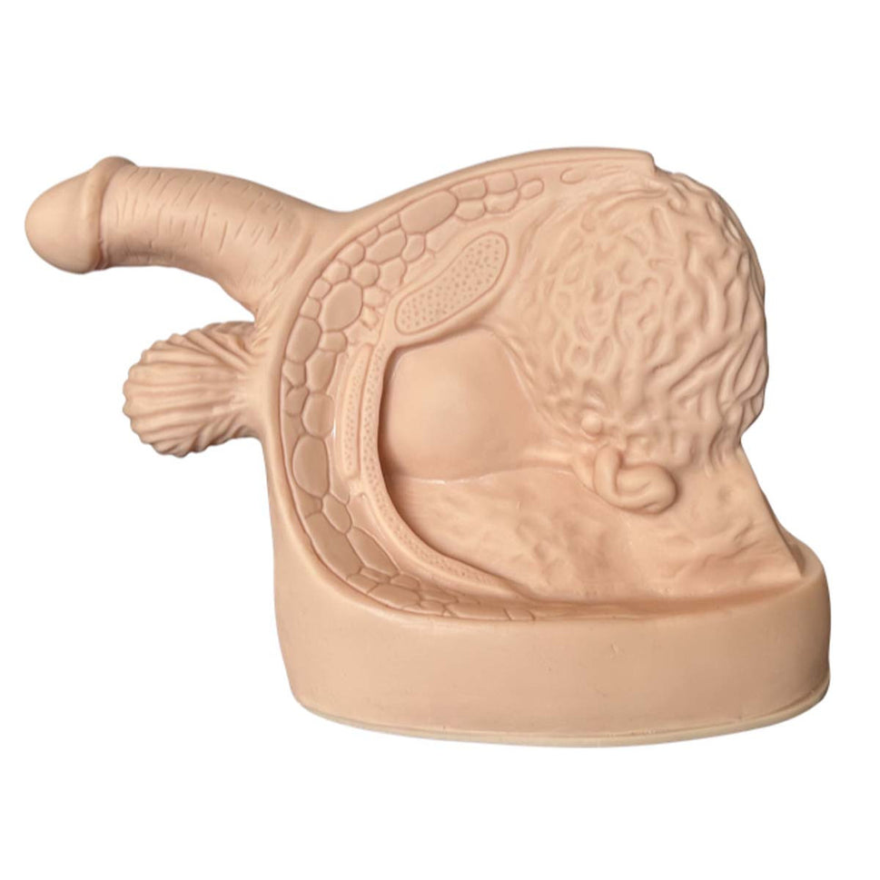 Budget Male Catheter Model