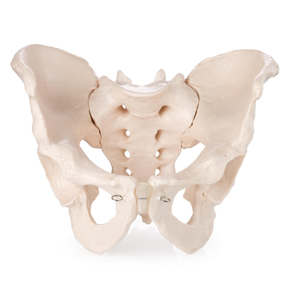 Budget Male Pelvis Model