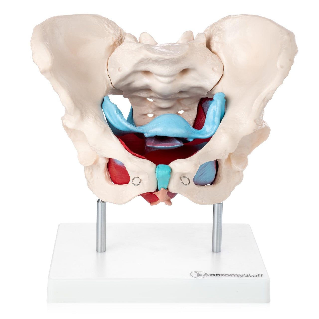 Budget Pelvis Model with Organs and Pelvic Floor Muscles
