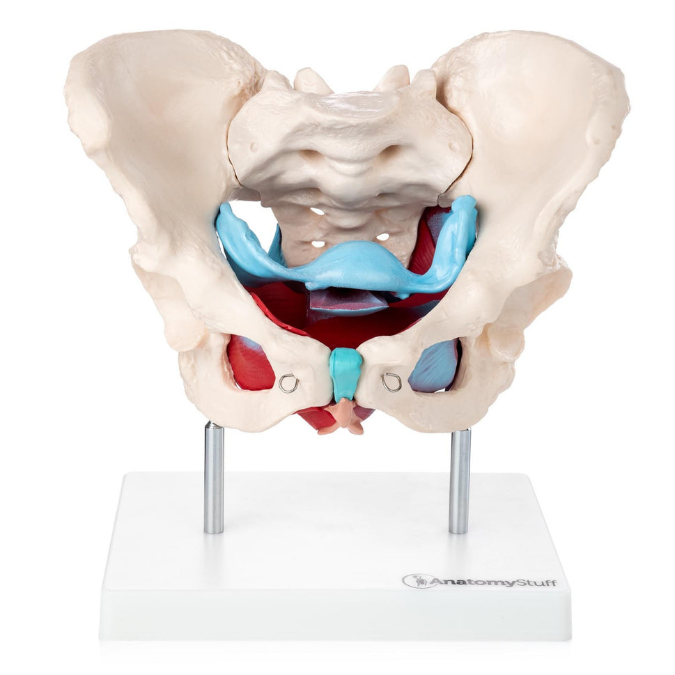 Budget Pelvis Model with Organs and Pelvic Floor Muscles