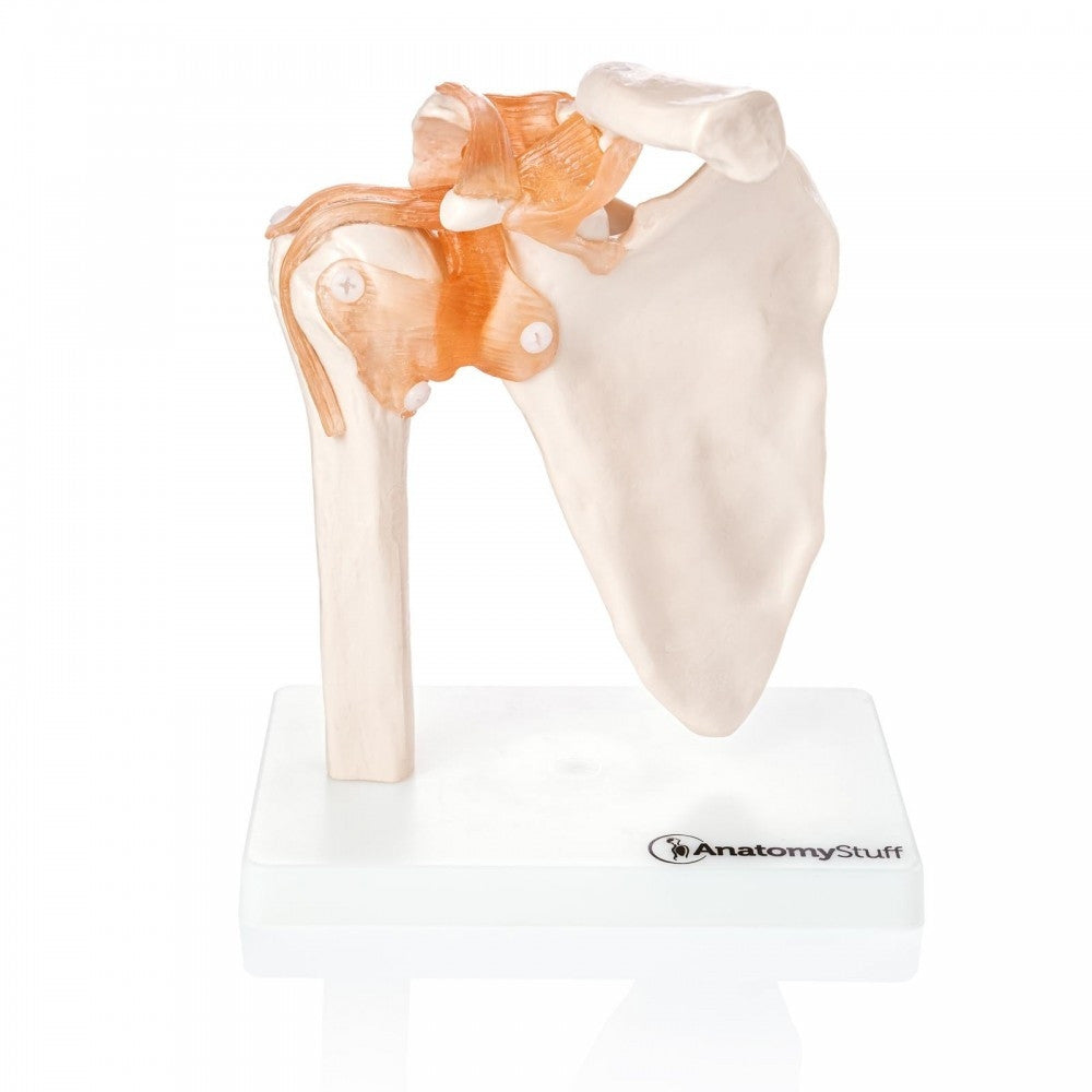 Flexible Shoulder with Ligaments Model