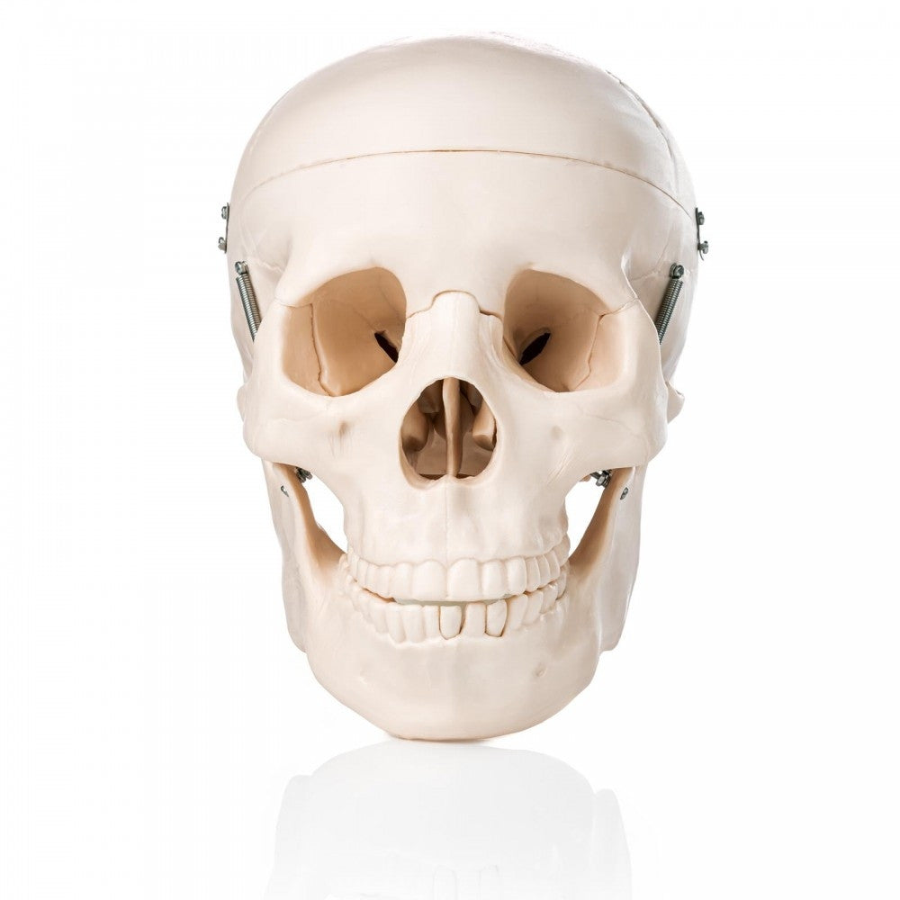 Skull models for schools