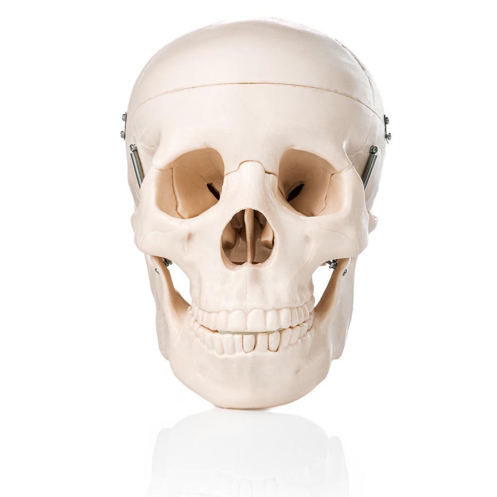 Budget Skull Model (3 Part)