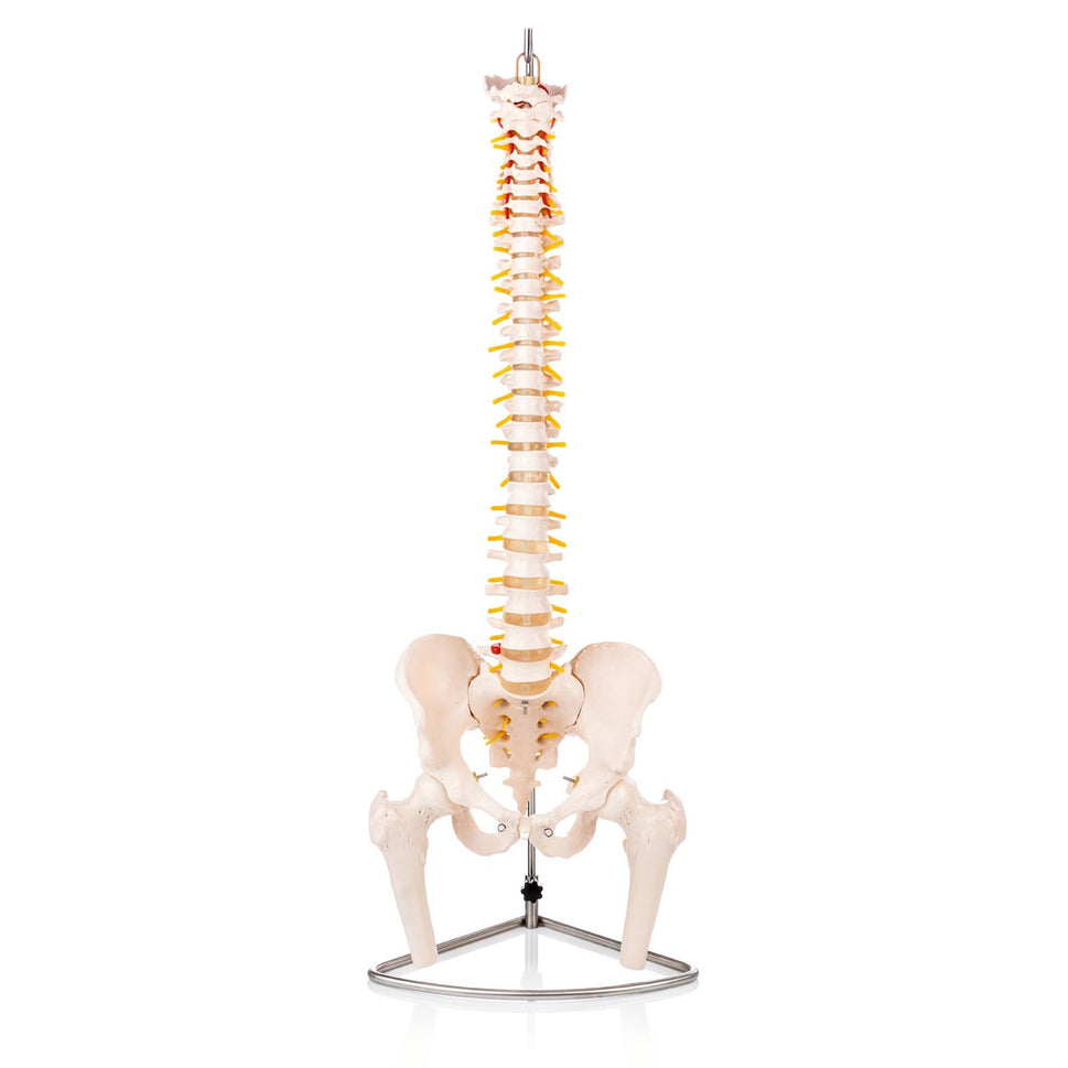 Budget Flexible Spine Model with Pelvis and Femoral Heads
