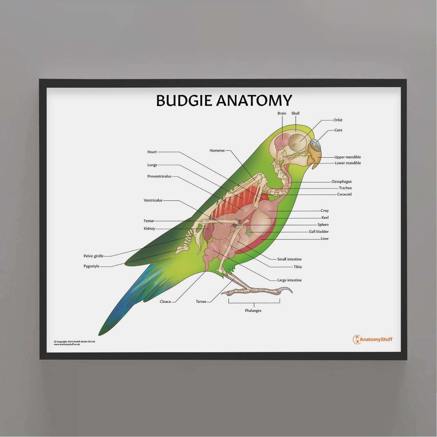 Budgie Anatomy Chart / Poster - Part of Collection