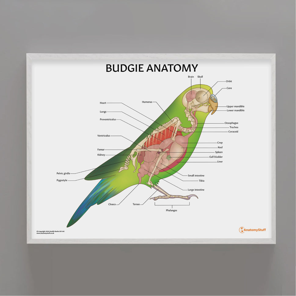 Budgie Anatomy Chart / Poster