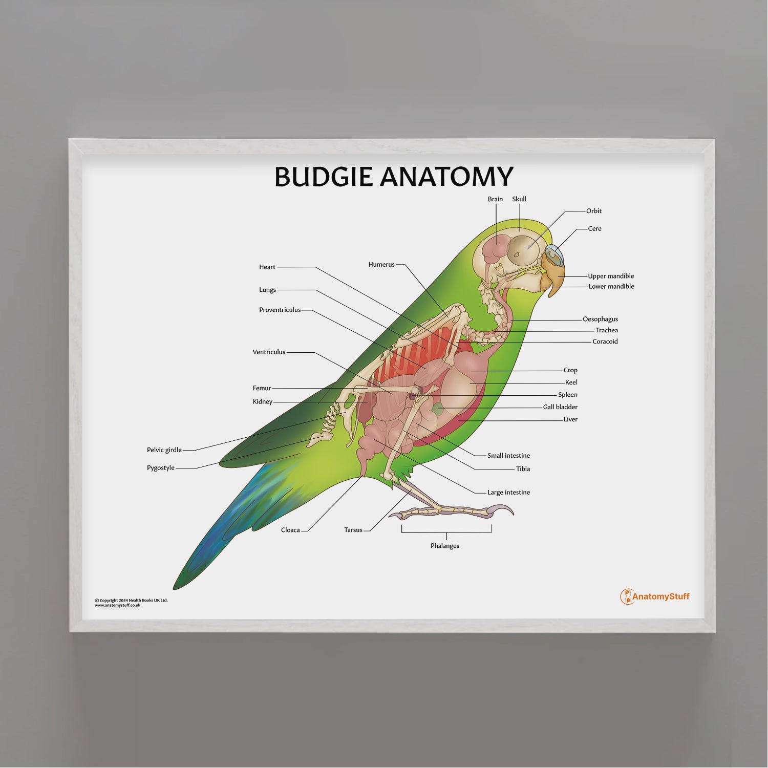 Budgie Anatomy Chart / Poster - Part of Collection