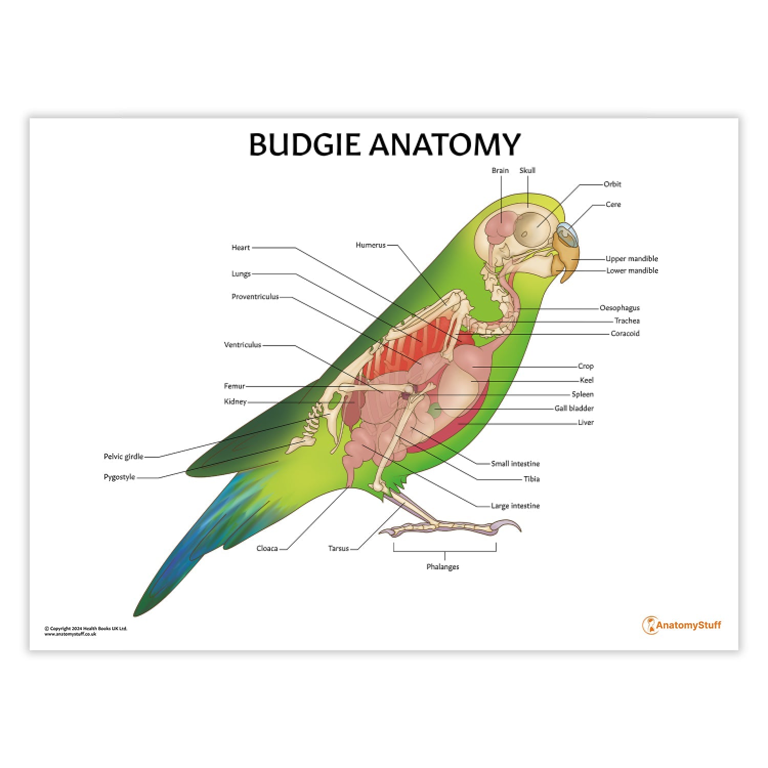 Budgie Anatomy Chart / Poster - Part of Collection