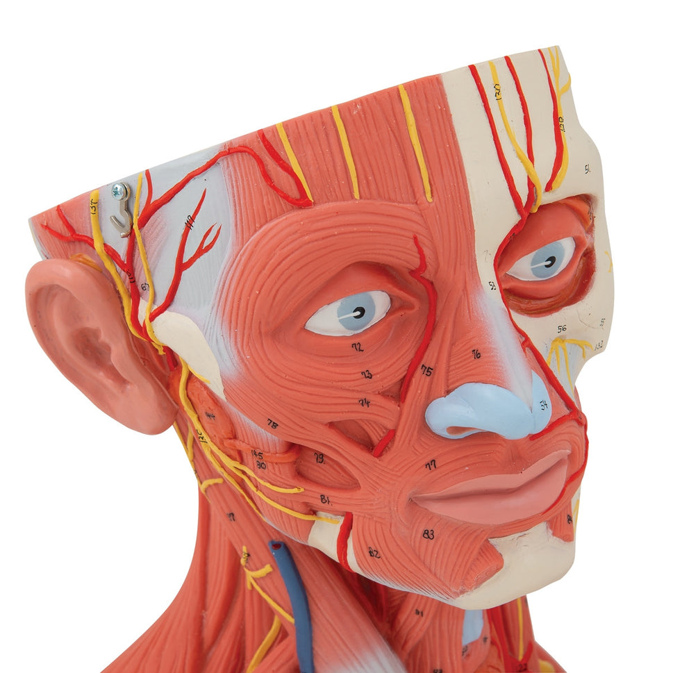 Head and Neck Musculature Model (5 part)