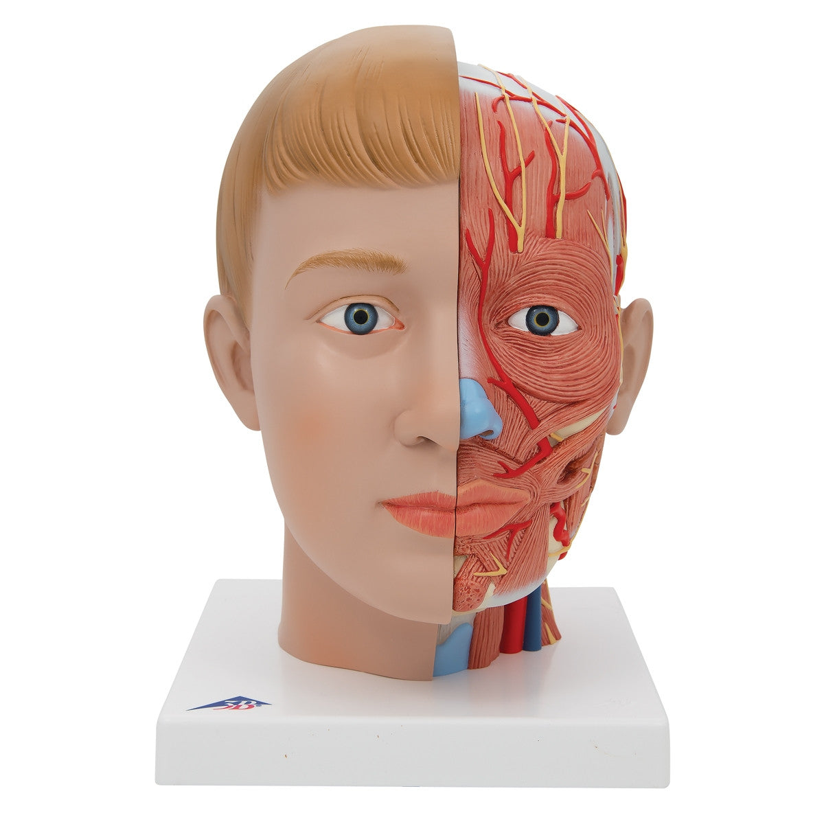 Head with Neck Model (4 part)