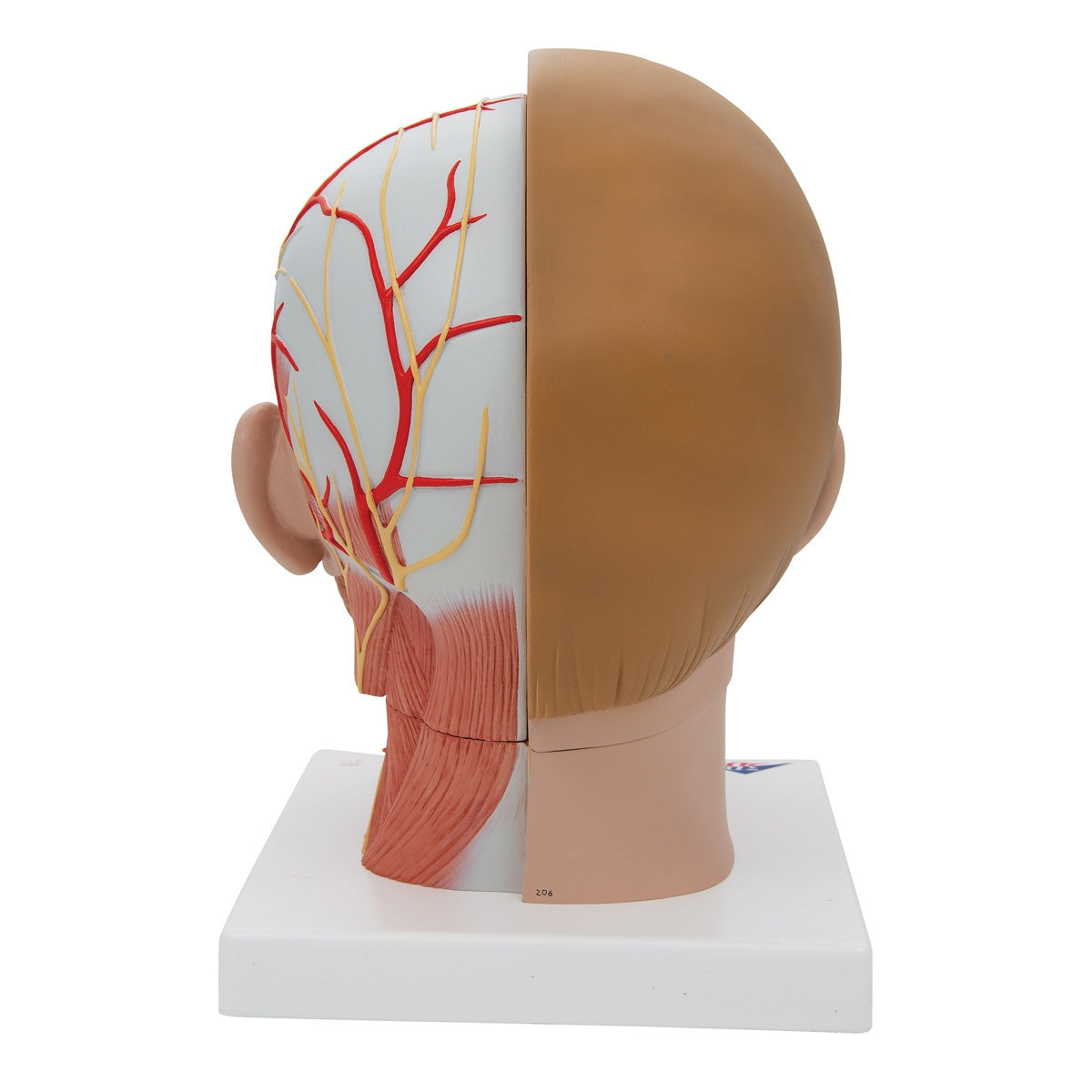 Head with Neck Model (4 part)
