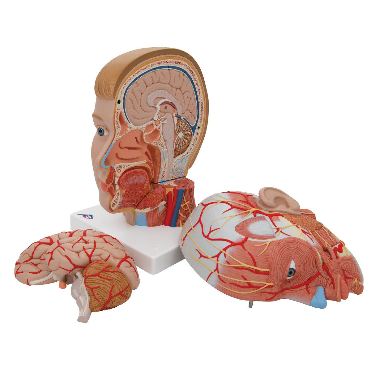 Head with Neck Model (4 part)