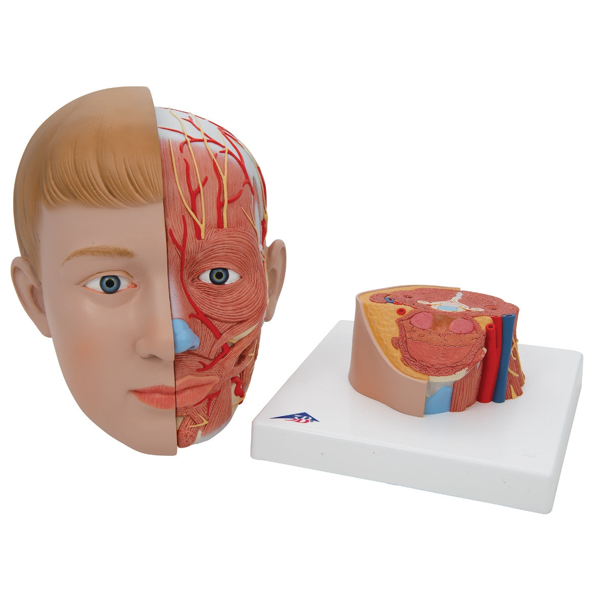Head with Neck Model (4 part)