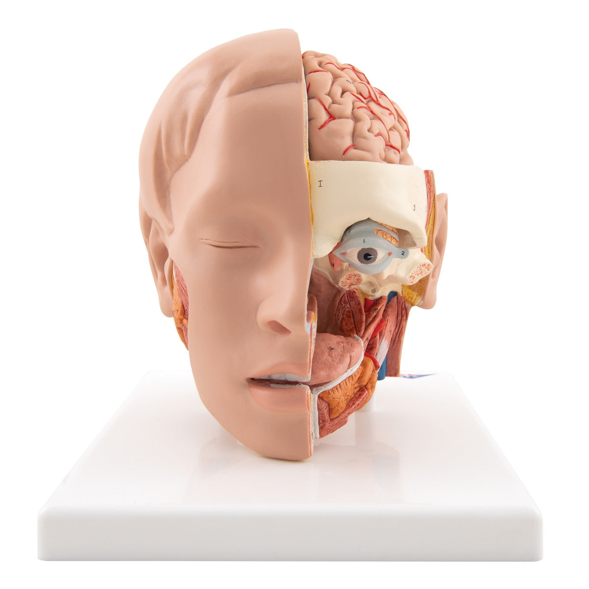 Head Anatomical Model (6 part)