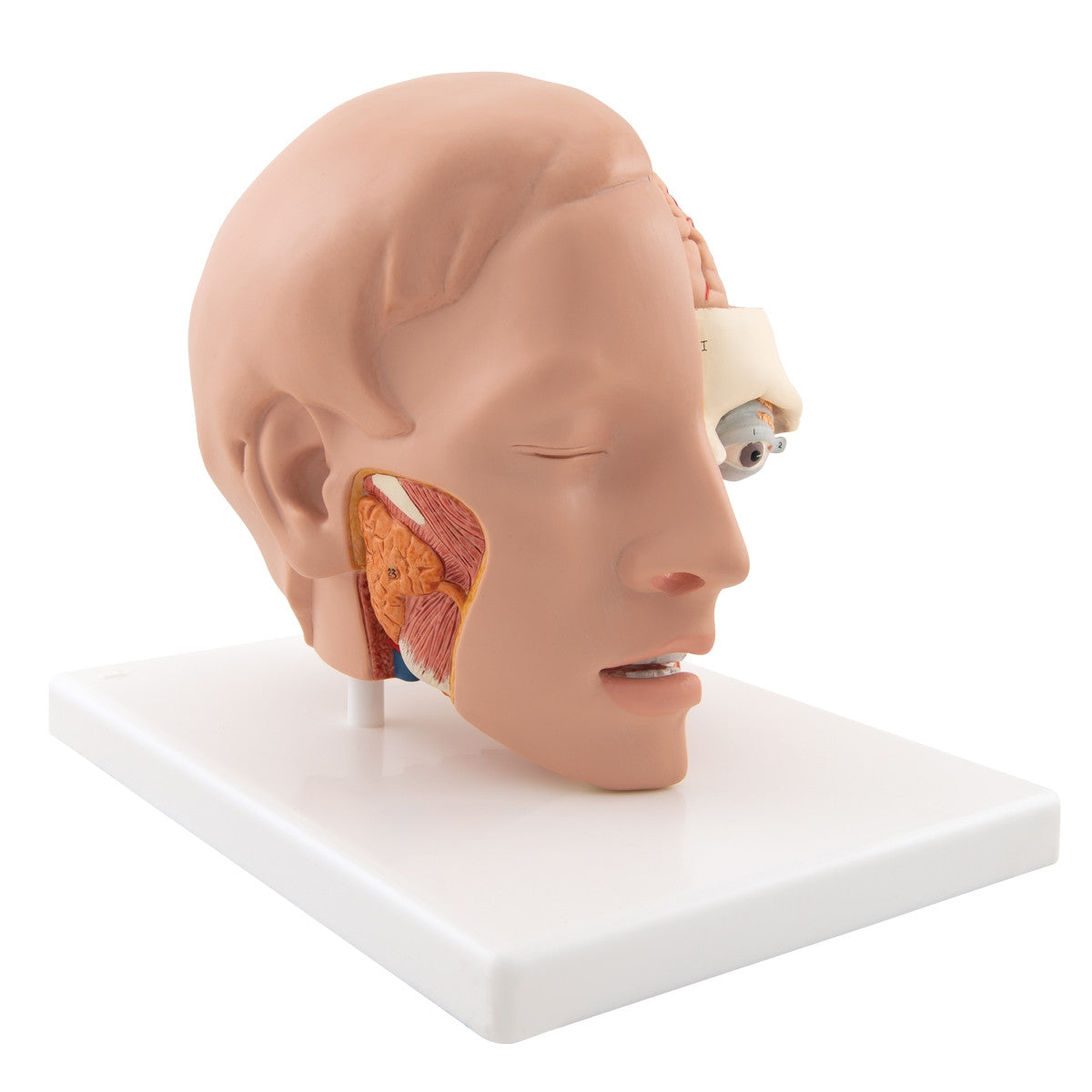 Head Anatomical Model (6 part)