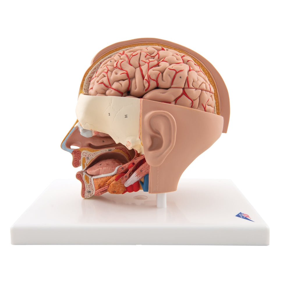 Head Anatomical Model (6 part)