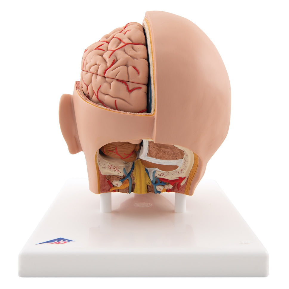 Head Anatomical Model (6 part)