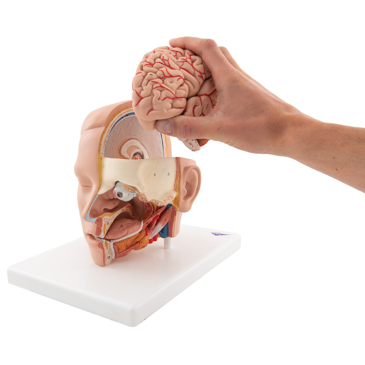 Head Anatomical Model (6 part)