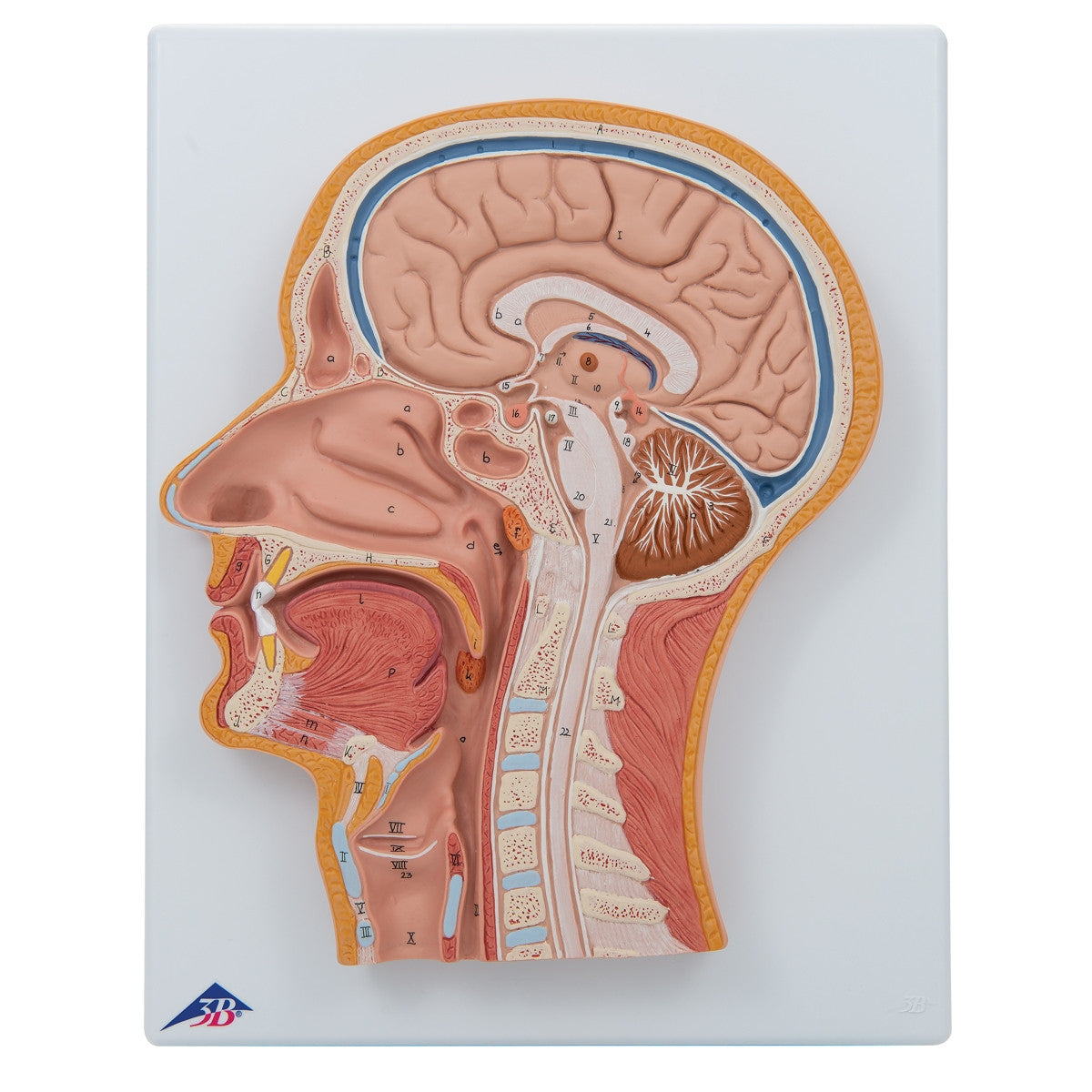 Median Section of the Head Model