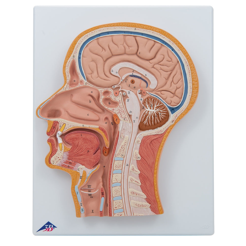 Median Section of the Head Model