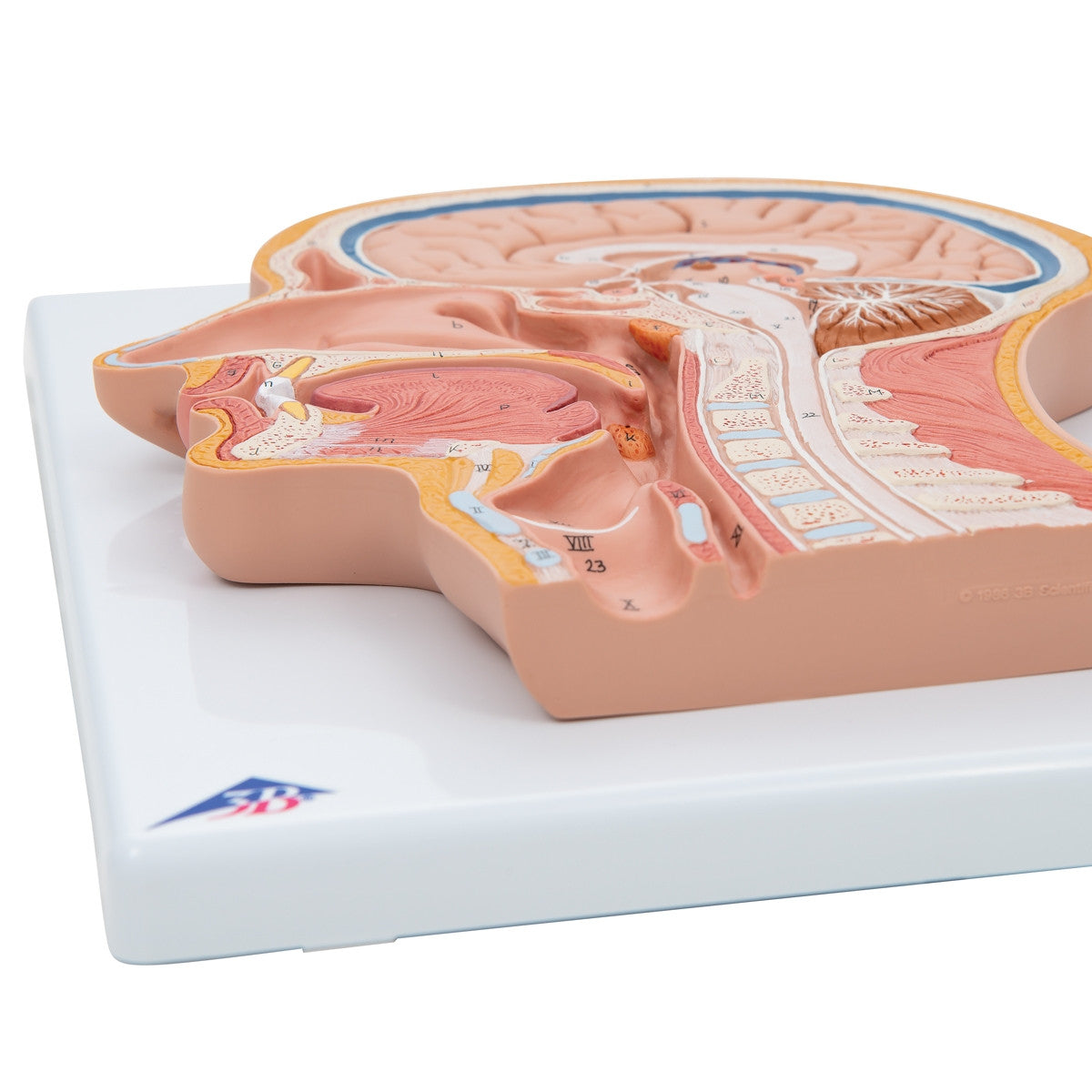 Median Section of the Head Model