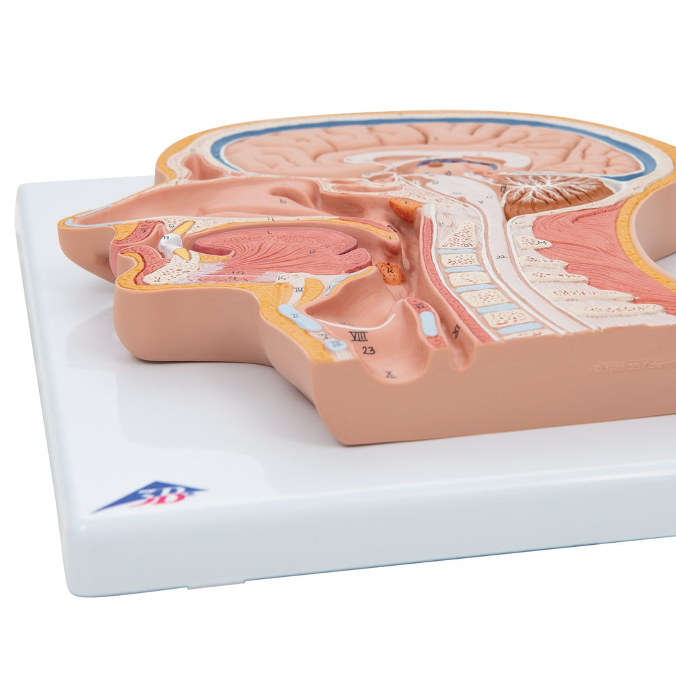Median Section of the Head Model