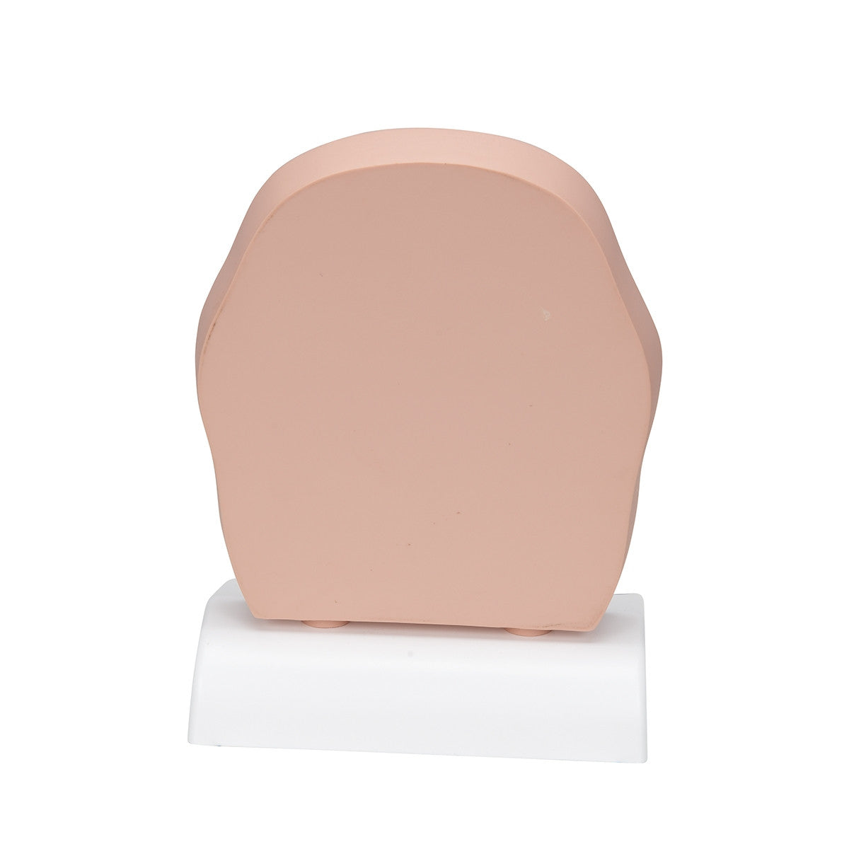 Head Section Model with Sinusitis