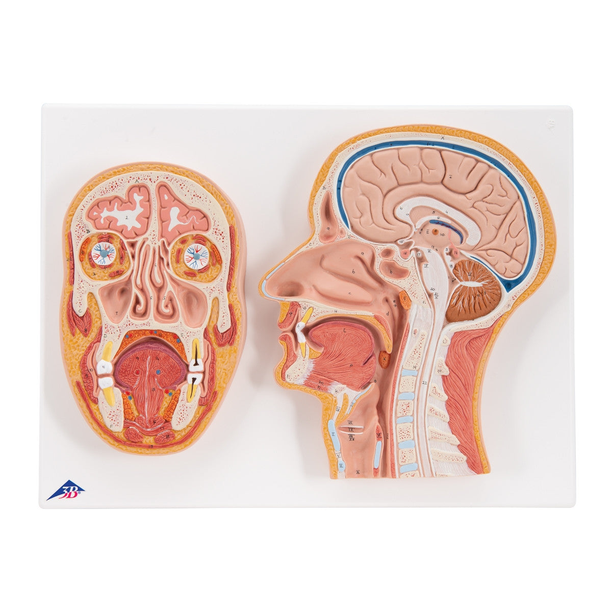 Median and Frontal Section of the Head Model 1022187