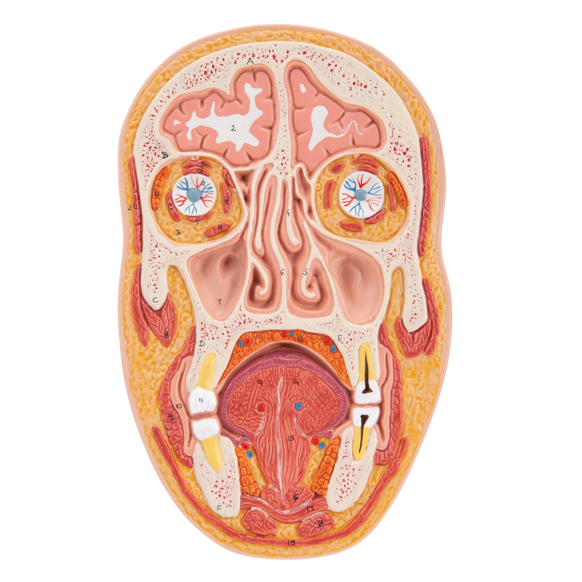 Median and Frontal Section of the Head Model