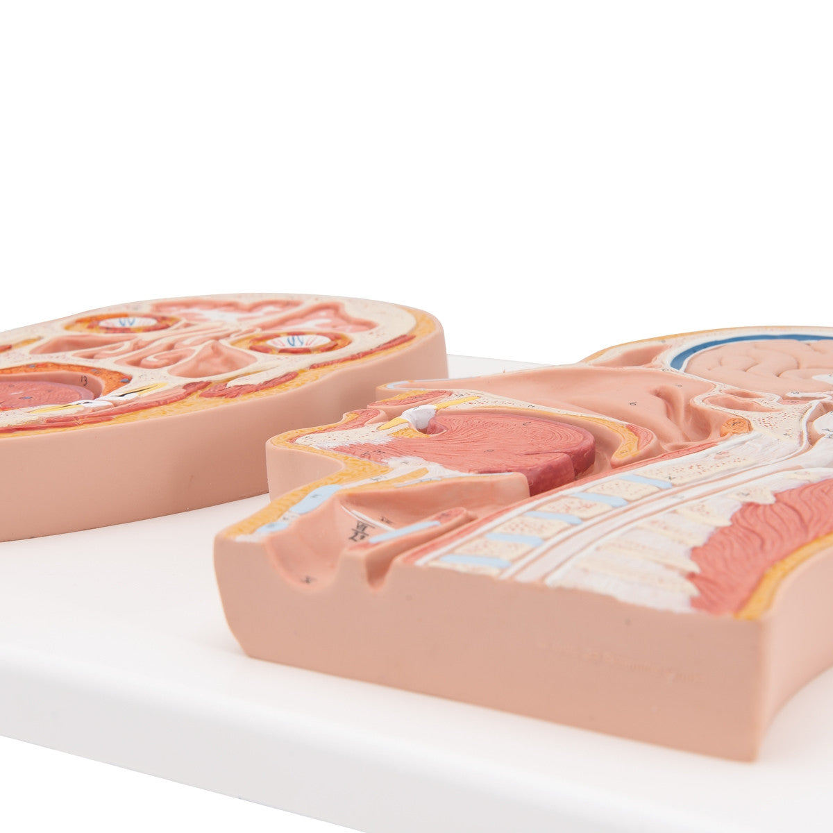Median and Frontal Section of the Head Model