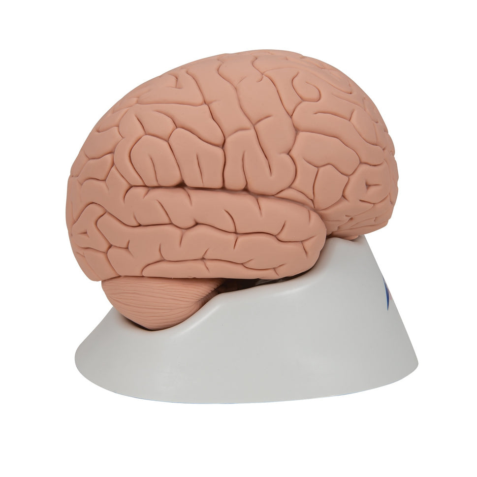 Introductory Brain Model (2 part)