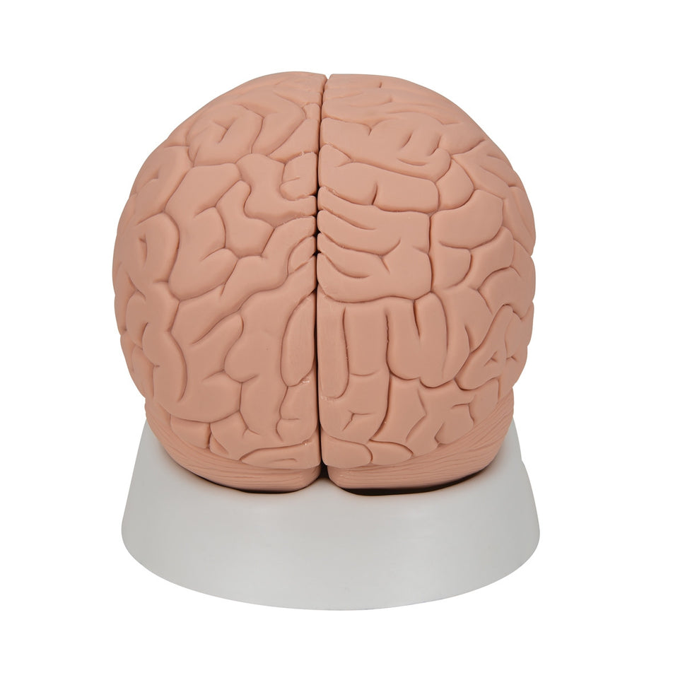 Introductory Brain Model (2 part)