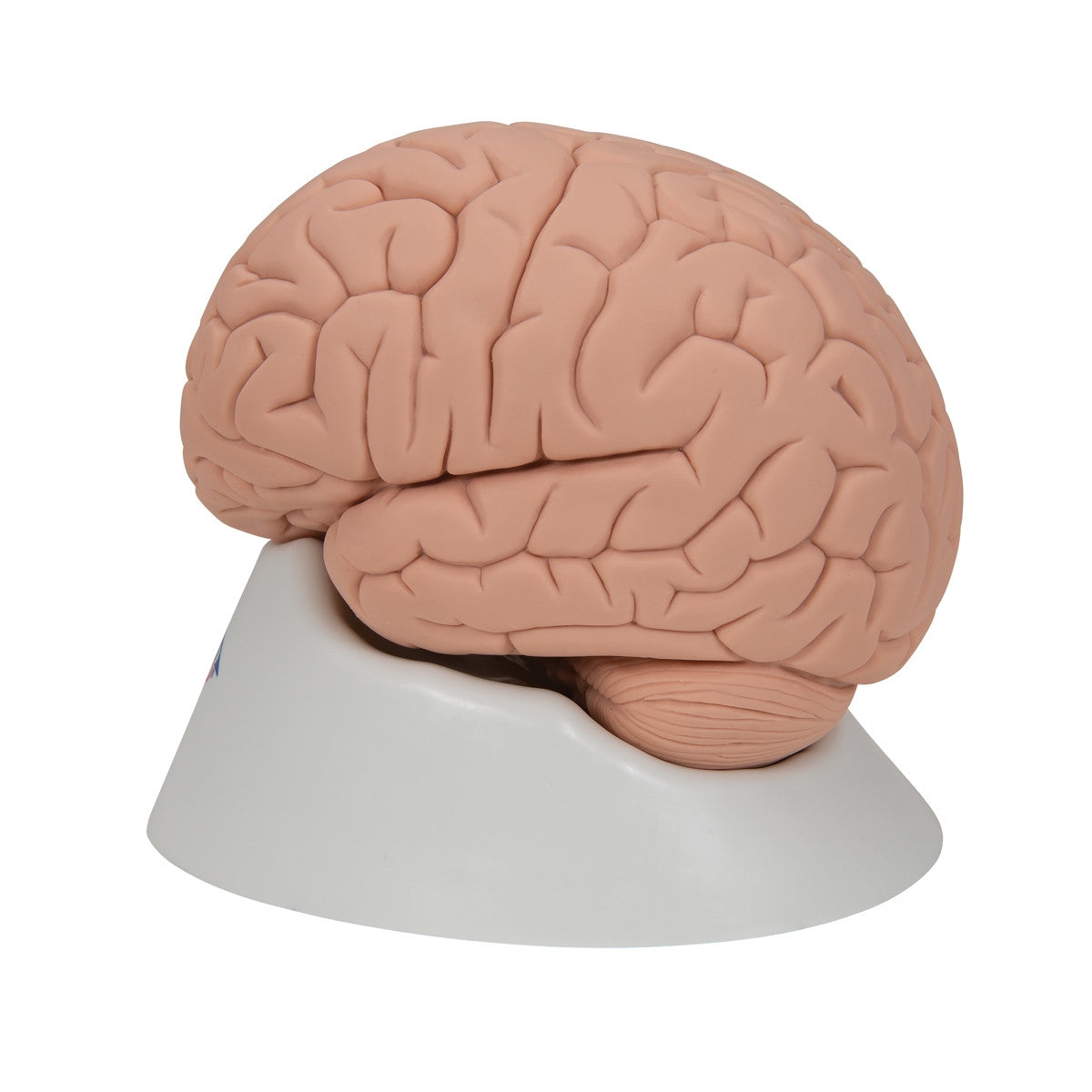 Introductory Brain Model (2 part)