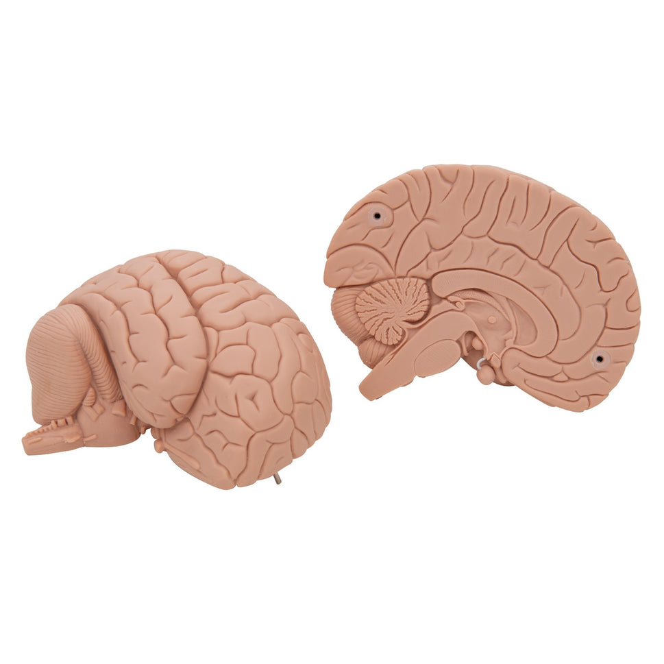 Introductory Brain Model (2 part)