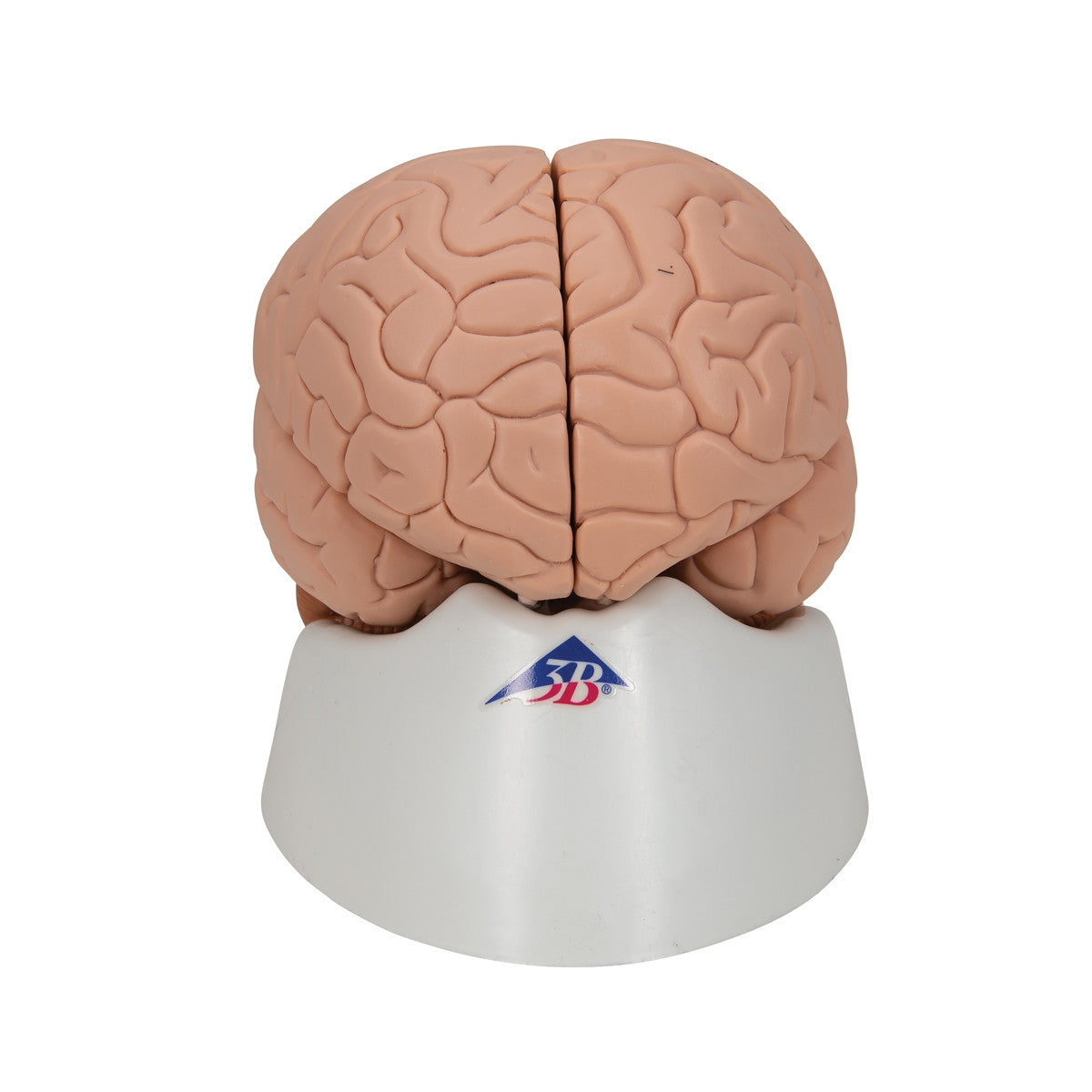 Brain Model 3B Scientific 1000222