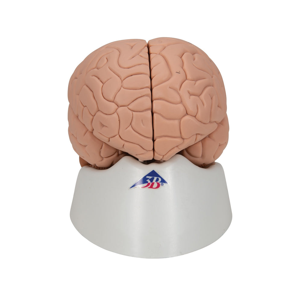 Brain Anatomical Model (2 part)