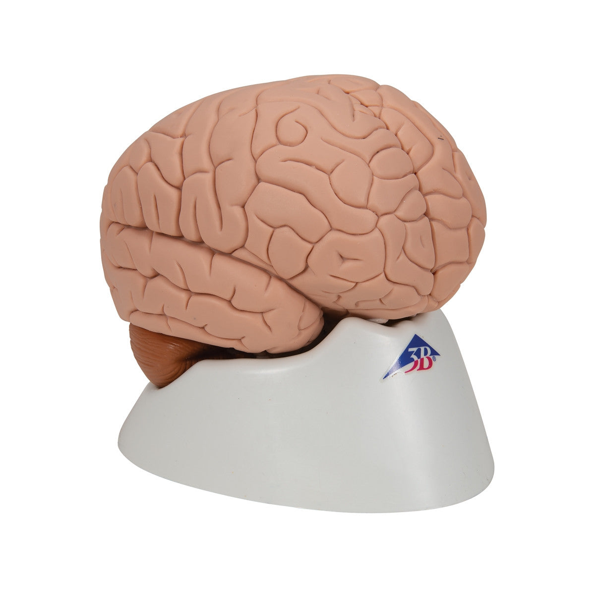 Brain Anatomical Model (2 part)