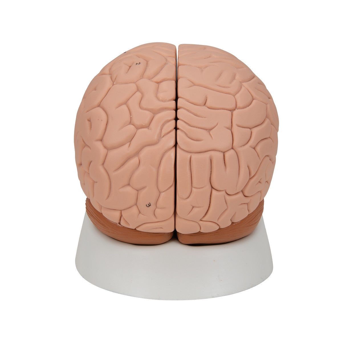 Brain Anatomical Model (2 part)