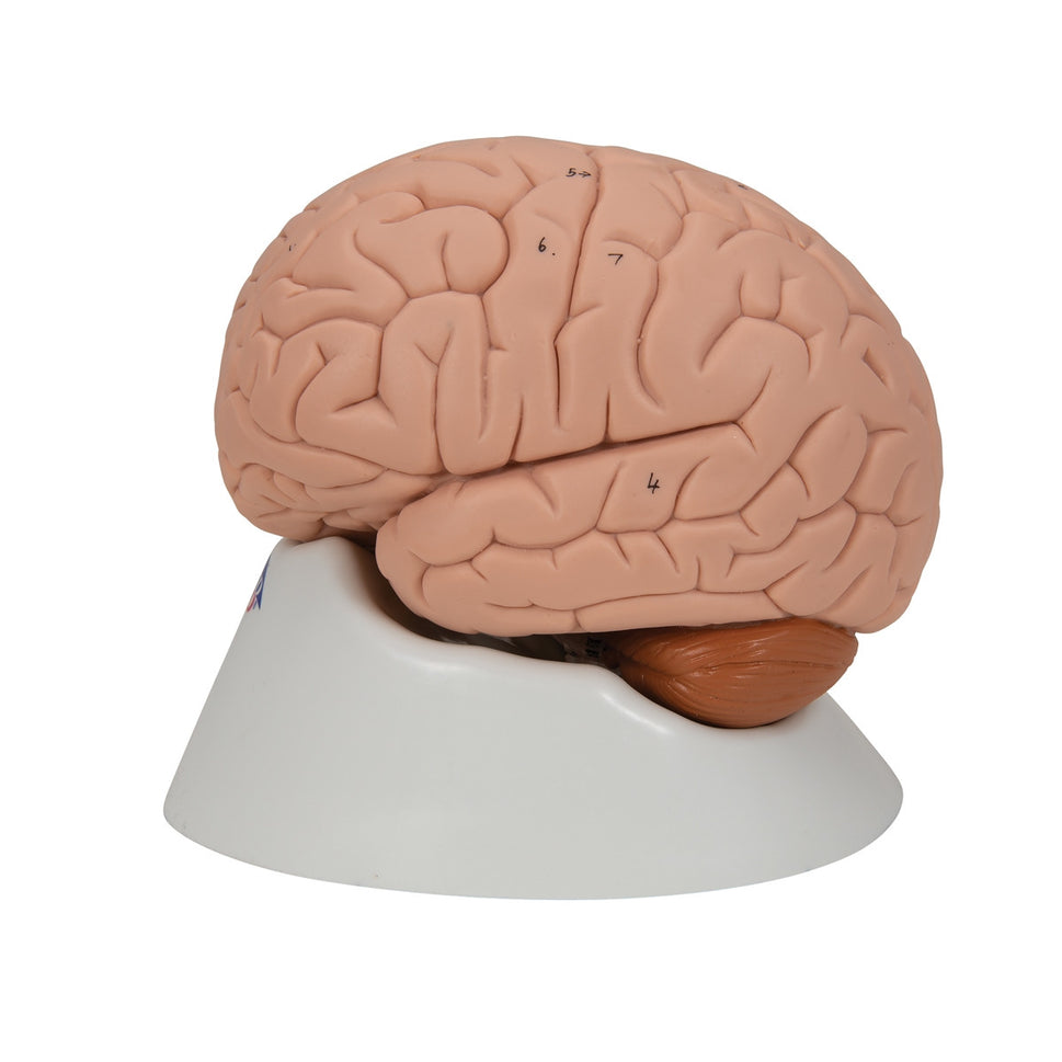 Brain Anatomical Model (2 part)