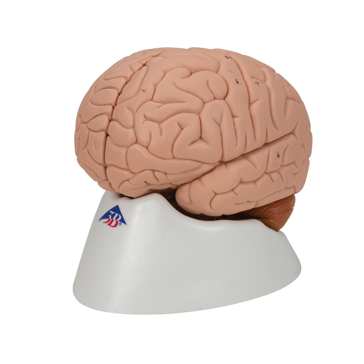 Brain Anatomical Model (2 part)