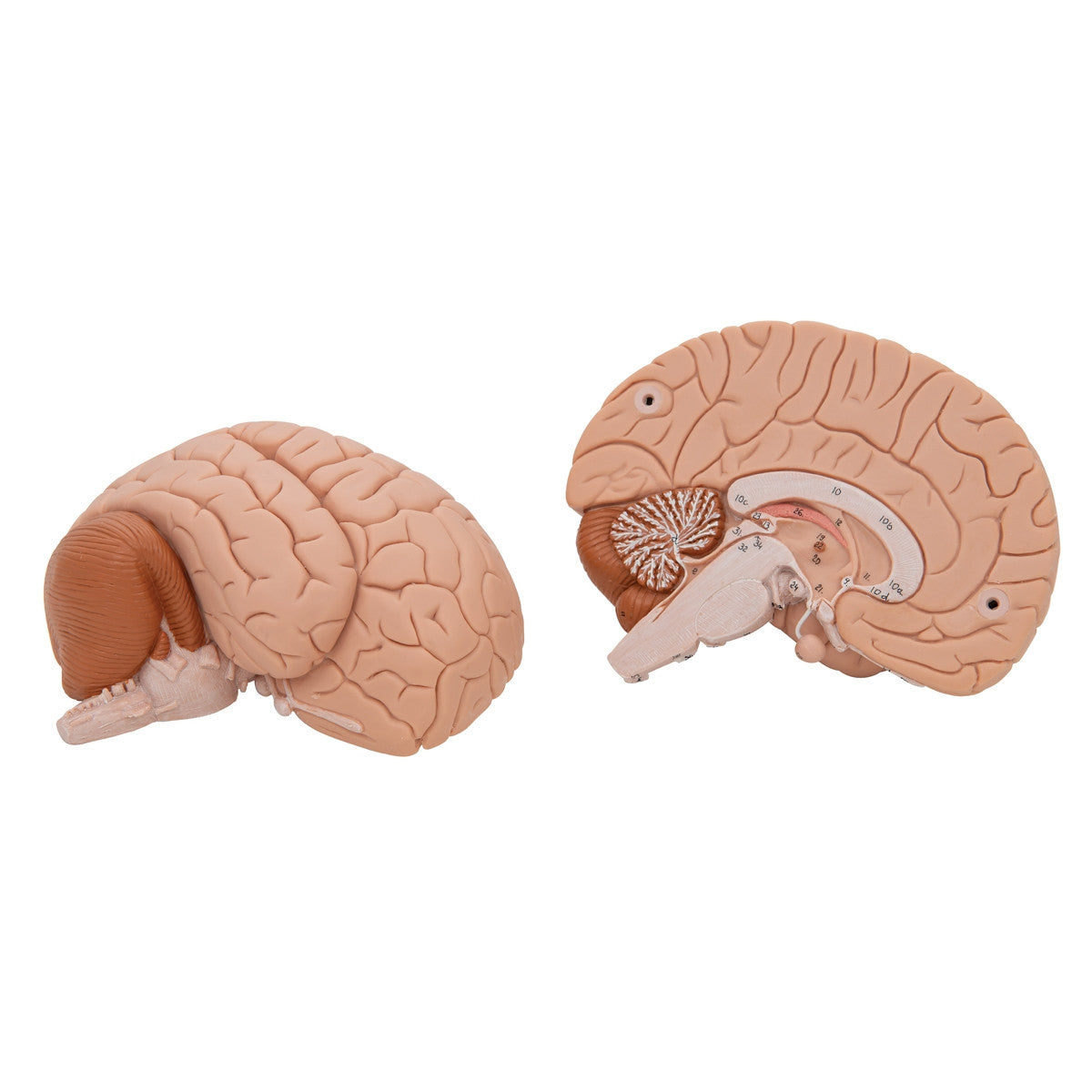 Brain Anatomical Model (2 part)