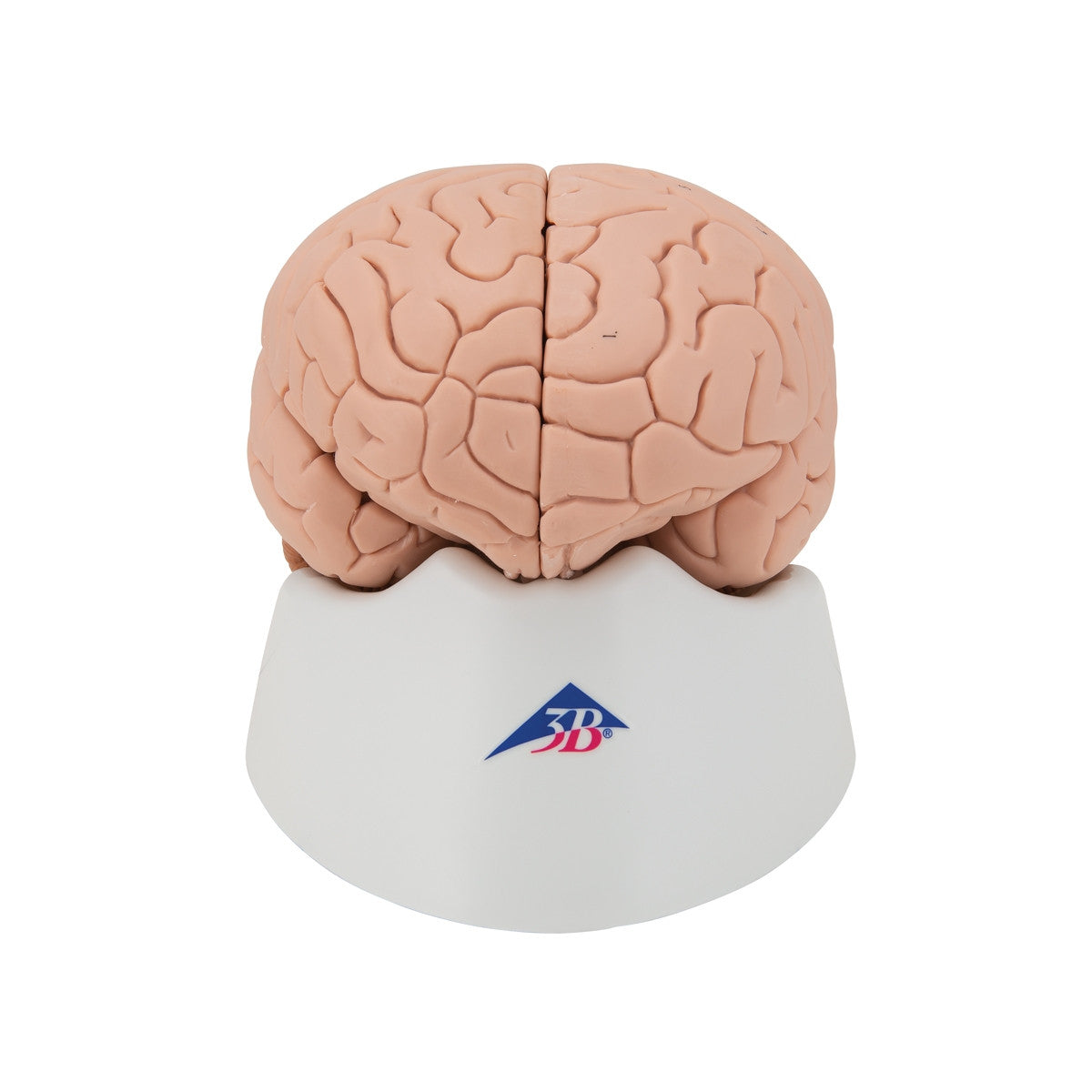 Brain Anatomical Model (4 part)