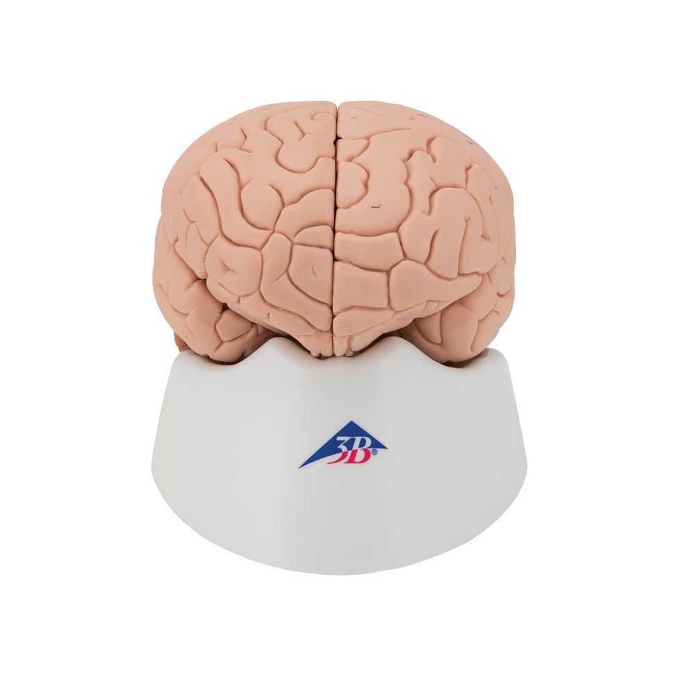 Brain Anatomical Model (4 part)