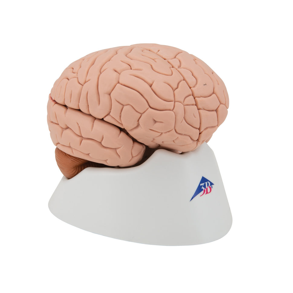 Brain Anatomical Model (4 part)